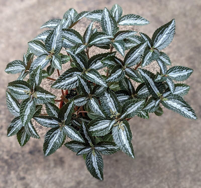 4" Pilea Silver Tree